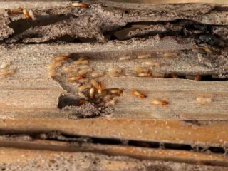 Cara Mencegah Rayap Agar Tidak Merusak Rumah dan Furnitur